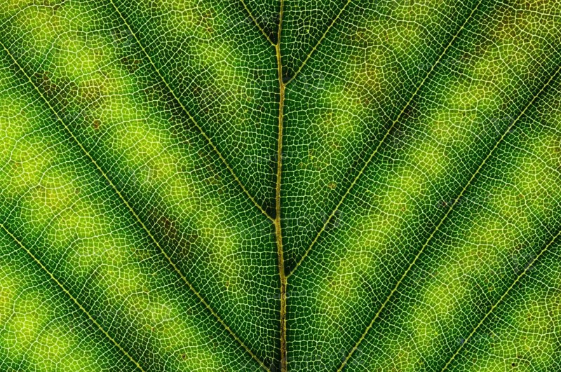Common Beech or European Beech (Fagus sylvatica) leaf structure in transmitted light