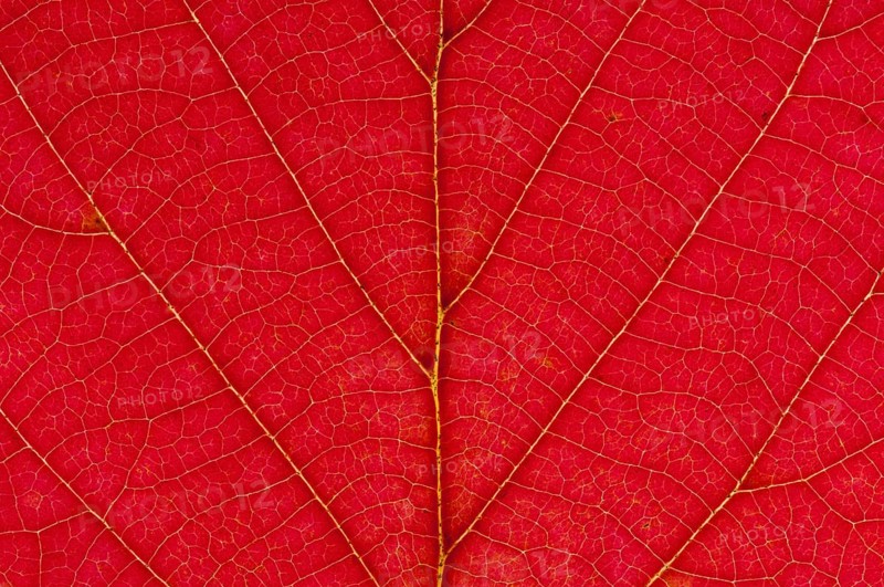 Witch Alder or Alabama Fothergilla (Fothergilla monticola)