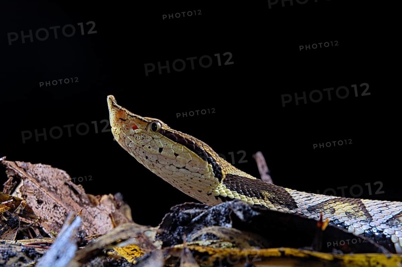 Sharp-nosed viper (Deinagkistrodon acutus)