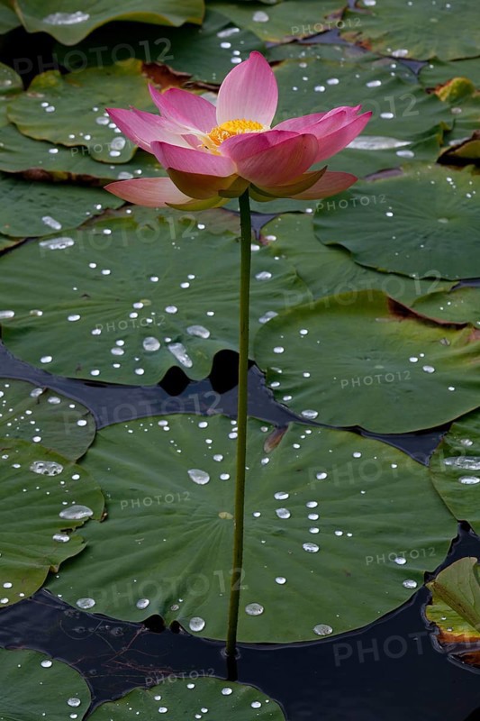 Flower of an Indian Lotus or Sacred Lotus (Nelumbo nucifera)