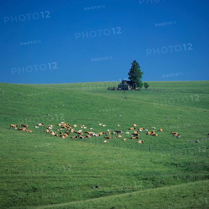 Salers cows on the plateau of Cezallier