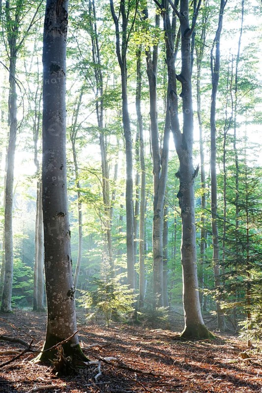 Mist in a beech forest