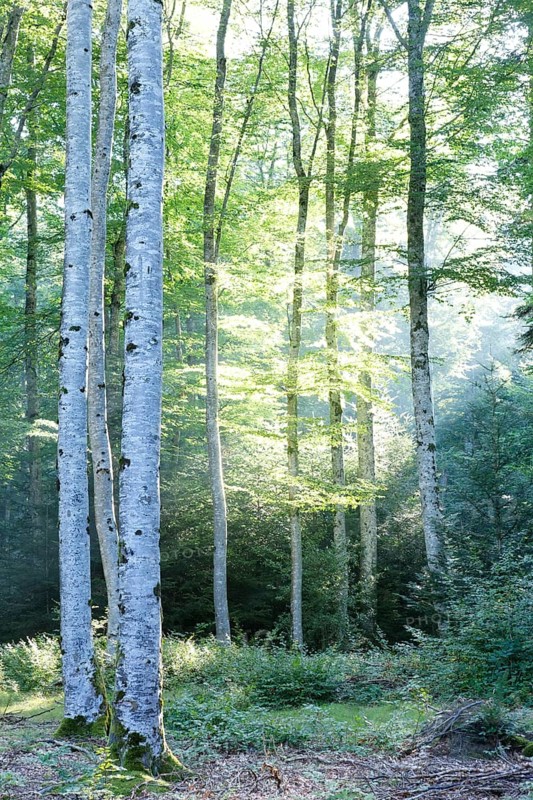 Beech forest