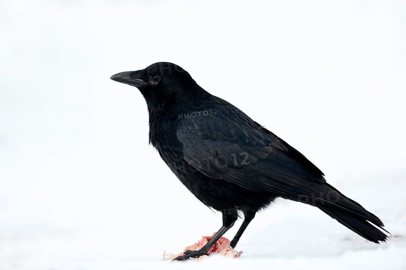 Carrion Crow (Corvus corone corone) scavenging