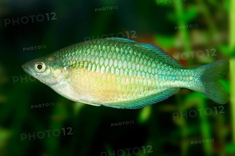 Neon Dwarf Rainbowfish (Melanotaenia praecox)