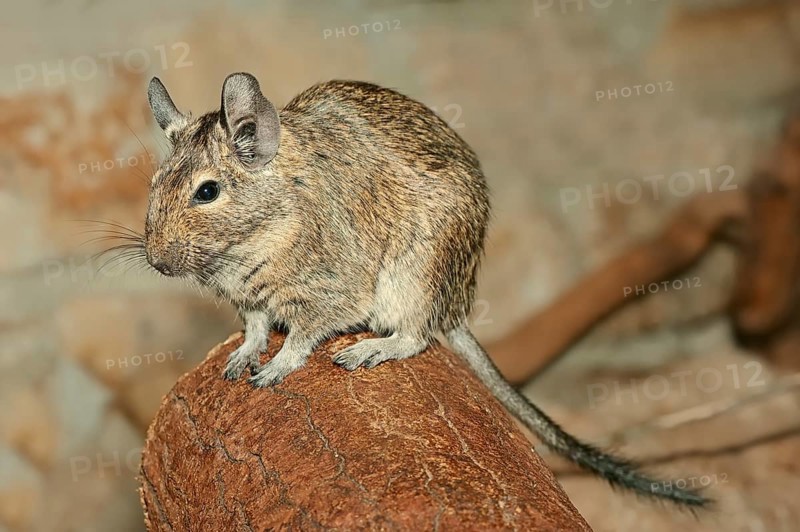 Common Degu (Octodon degus)