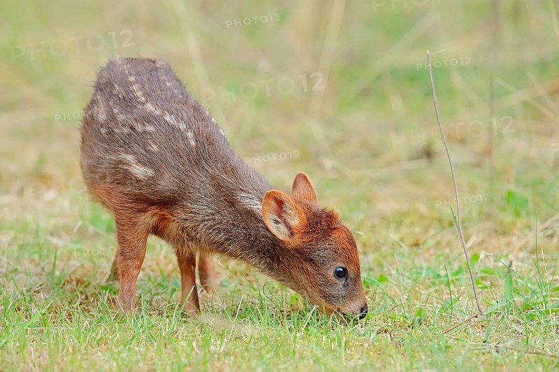 Southern Pudu (Pudu pudu)