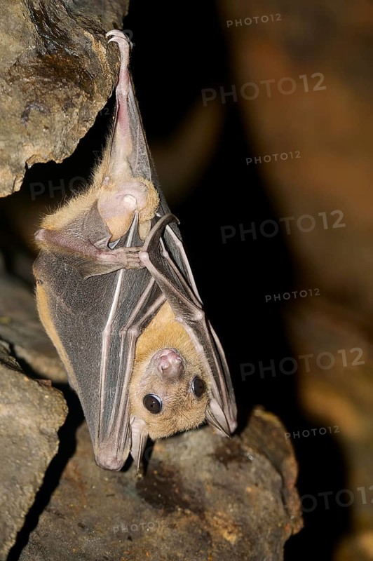 Egyptian fruit bat or Egyptian rousette (Rousettus aegyptiacus)