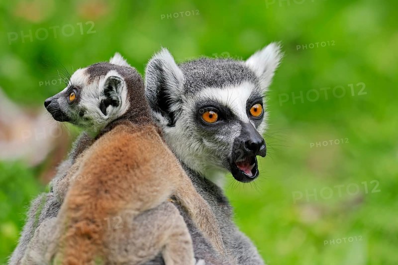 Ring-tailed lemur (Lemur catta)