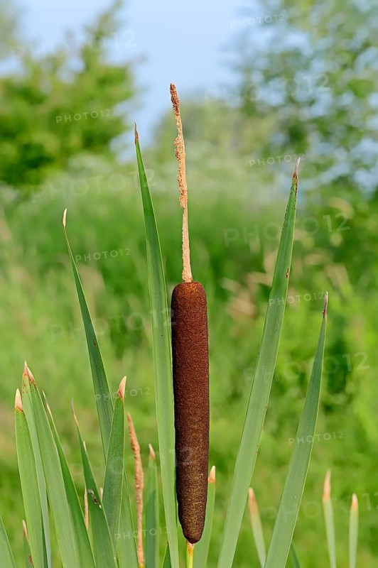 Bulrush or Broadleaf Cattail (Typha latifolia)