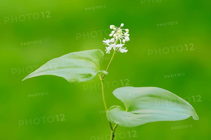 False lily of the valley or May lily (Maianthemum bifolium)