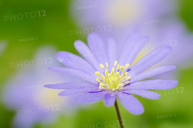 Blue Anemone or Grecian Windflower (Anemone apennina