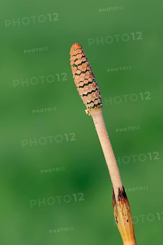 Field Horsetail or Common Horsetail (Equisetum arvense)