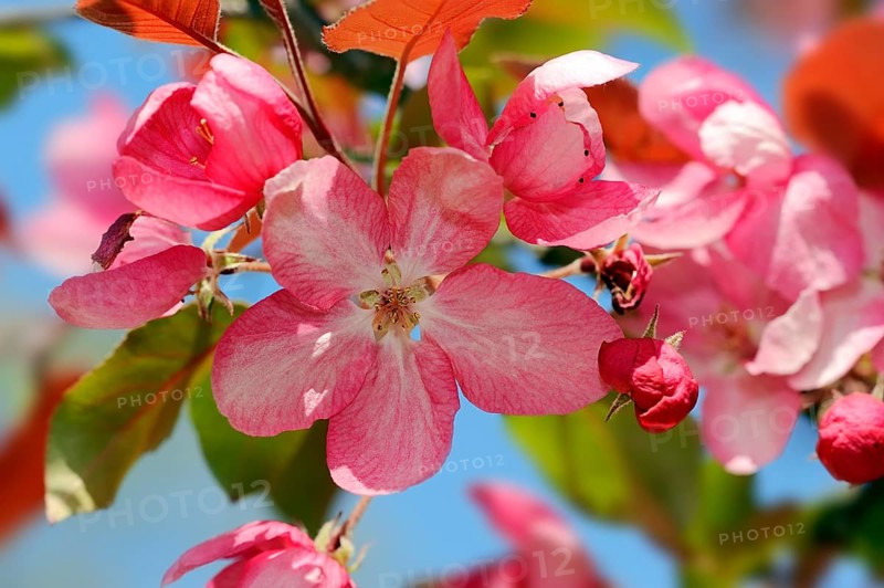 Profusion