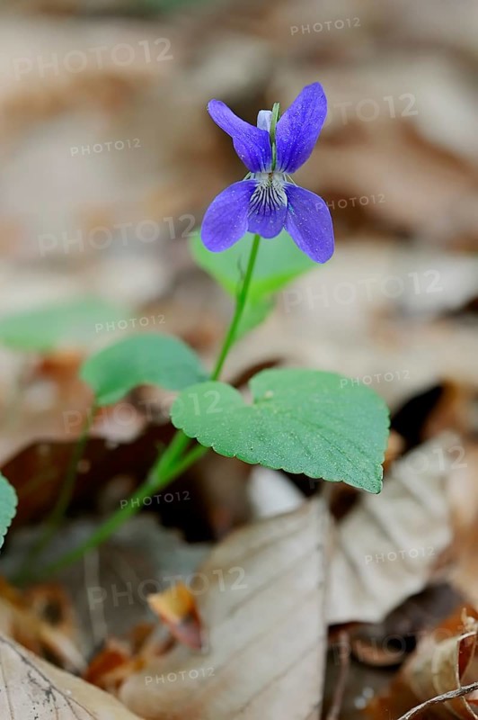 Early Dog-violet (Viola reichenbachiana)