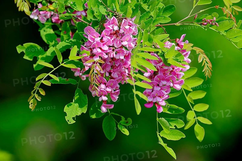Locust tree or False Acacia (Robinia hybrid) variety Casque Rouge
