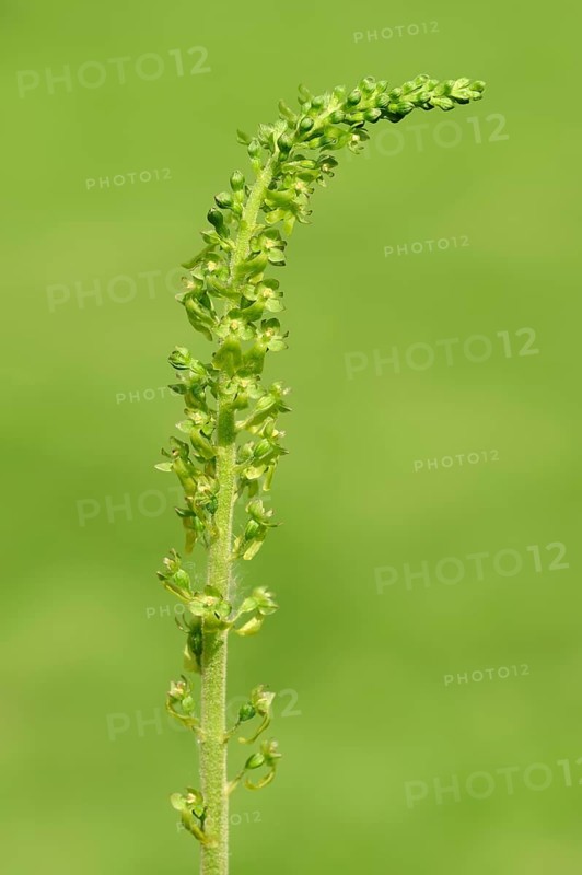 Common twayblade (Listera ovata)