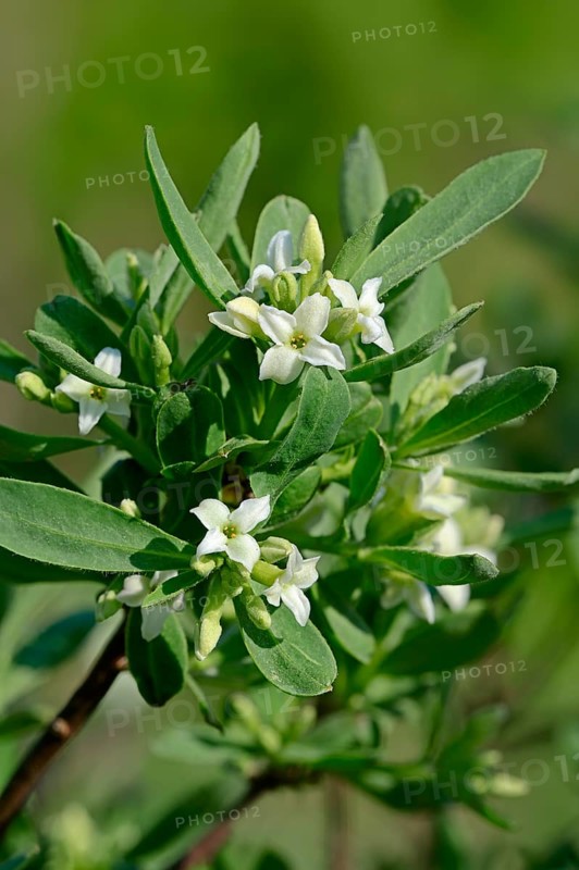Alpine-Daphne (Daphne alpina)