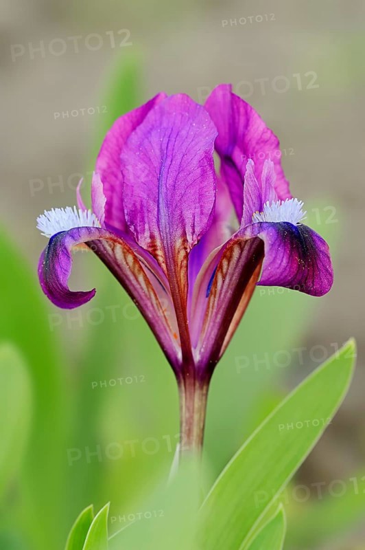 Iris species (Iris pumila)