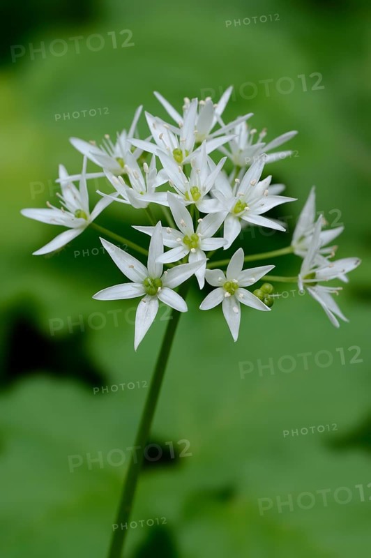 Ramsons (Allium ursinum)
