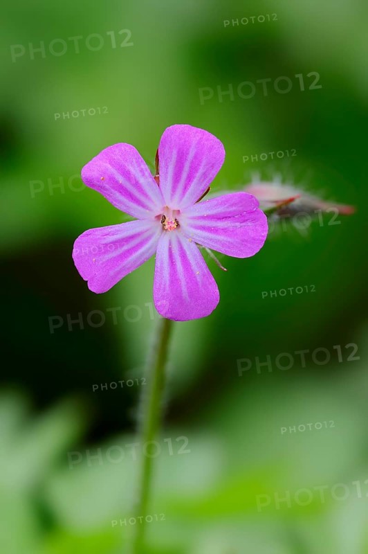 Herb Robert