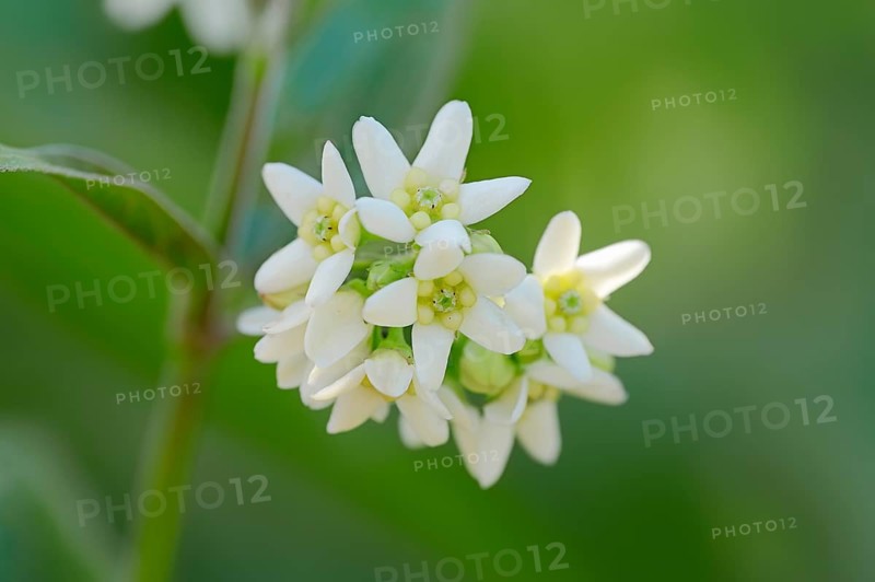 White Swallowwort (Vincetoxicum hirundinaria