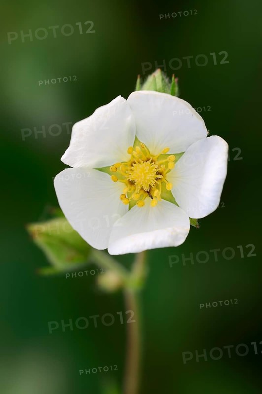Rock Cinquefoil (Potentilla rupestris)