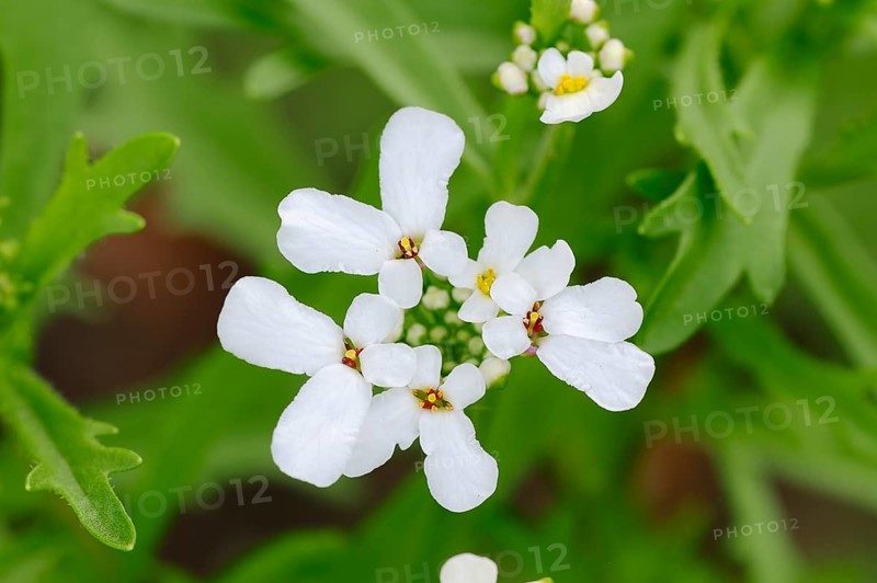 Bitter Candytuft or Rocket Candytuft (Iberis amara)
