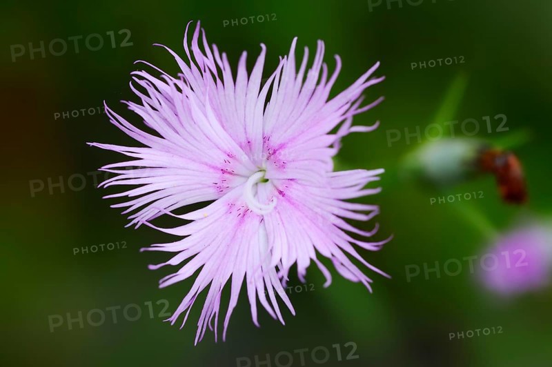 Fringed Pink