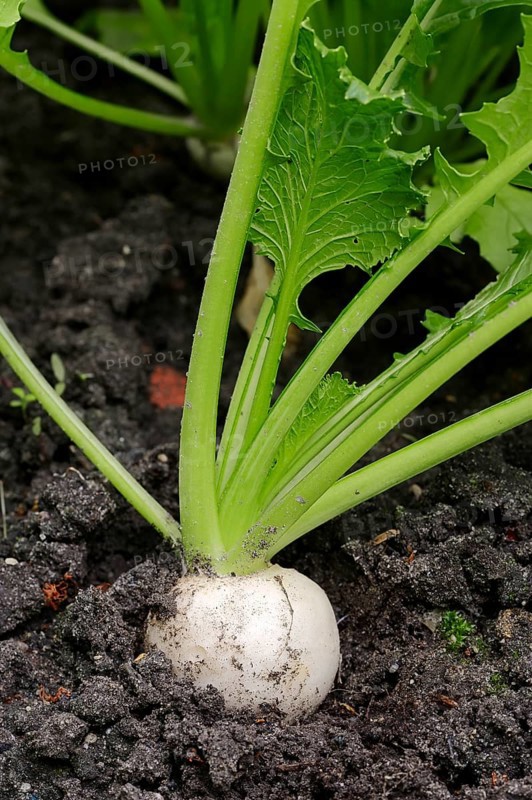 May Turnip or Navette (Brassica rapa ssp. rapa var. majalis)