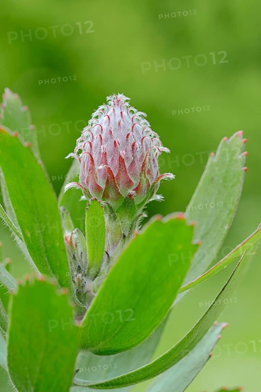 Protea or Pincushion plant