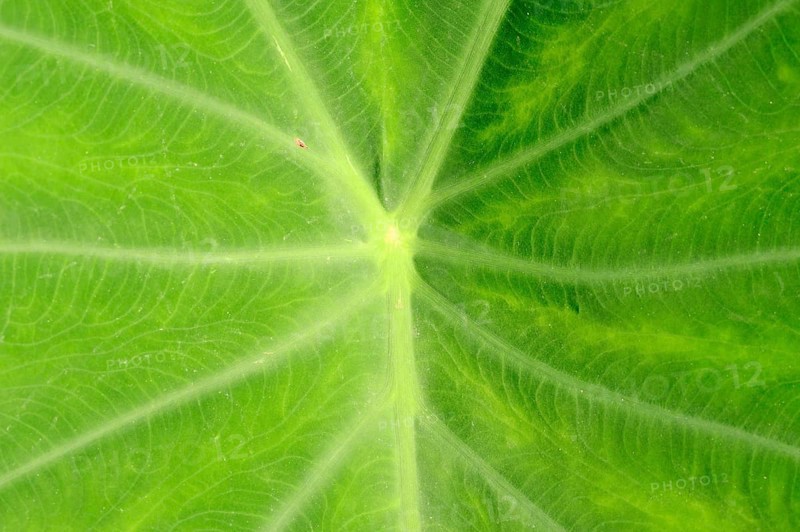 Taro