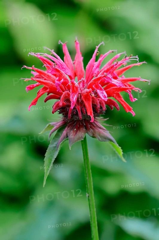 Wild bergamot or Bee Balm (Monarda fistulosa