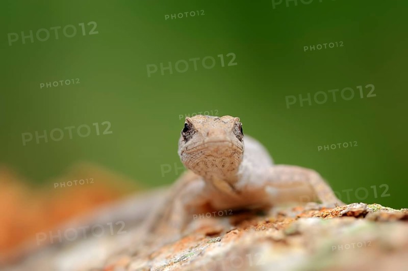 Florida Bark Anole (Anolis distichus floridanus)