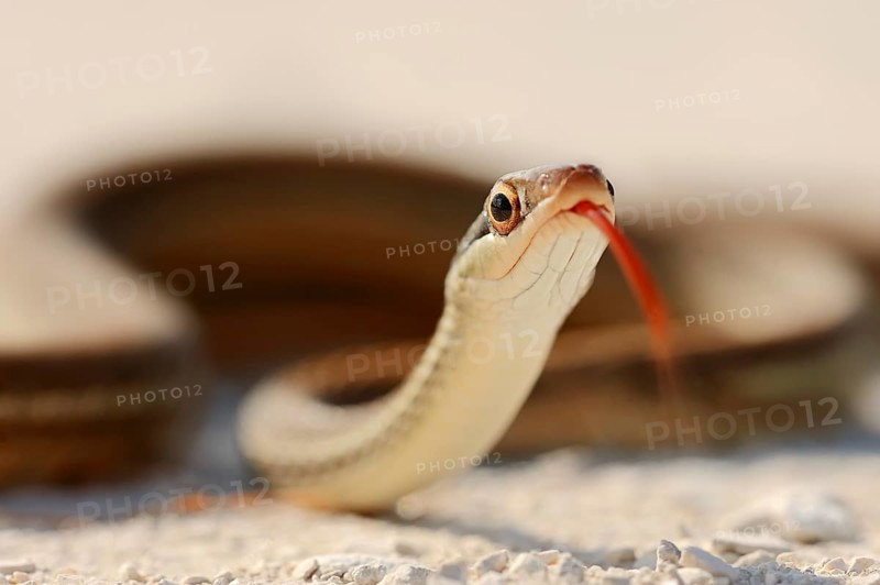 Southern Ribbon Snake (Thamnophis sauritus sackeni)