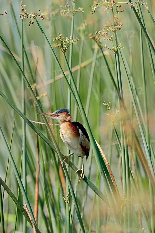 Least Bittern (Ixobrychus exilis)