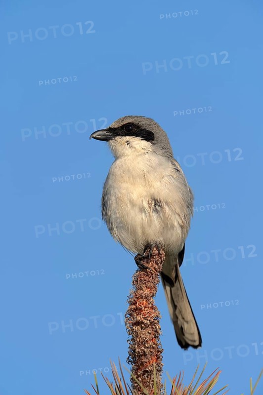 Loggerhead Shrike (Lanius ludovicianus)