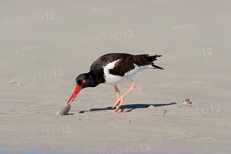 American Oystercatcher or American Pied Oystercatcher (Haematopus palliatus) eating a shellfish