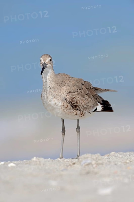 Willet (Tringa semipalmata