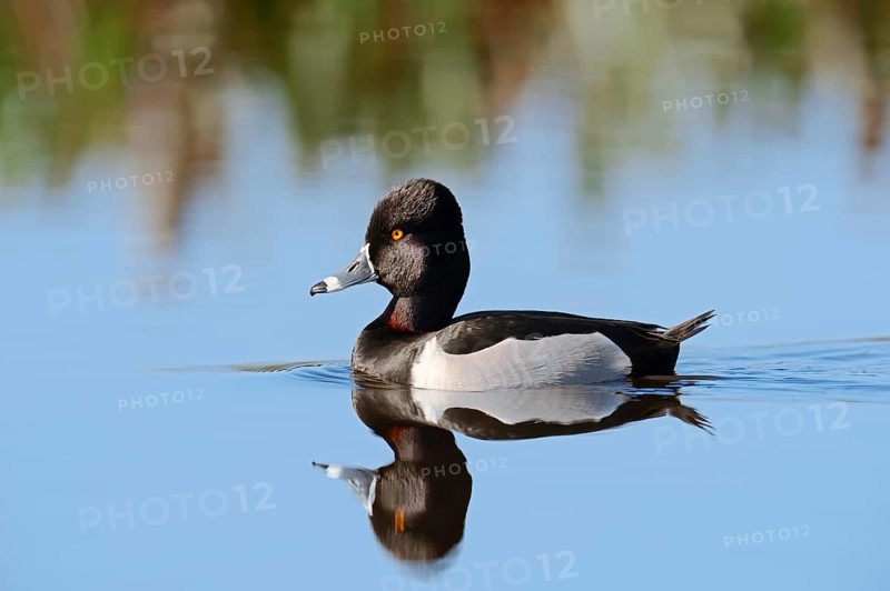 Ring-necked Duck (Aythya collaris)