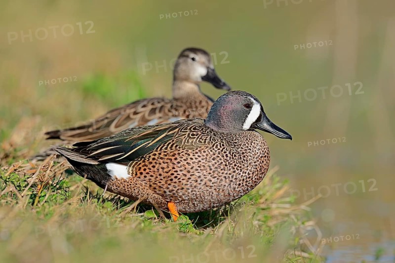Blue-winged Teal (Anas discors) pair on the shore