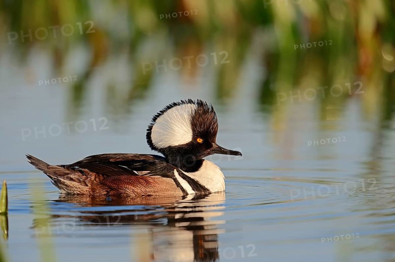 Hooded Merganser (Lophodytes cucullatus