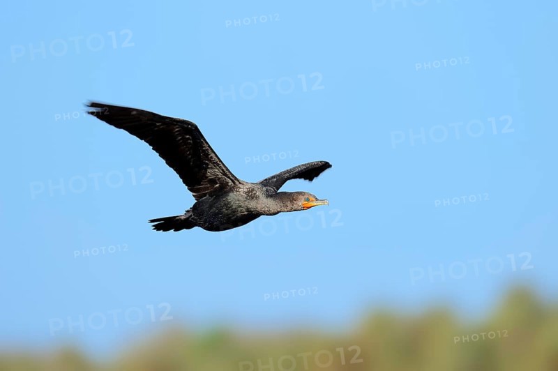 Double-crested Cormorant (Phalacrocorax auritus)