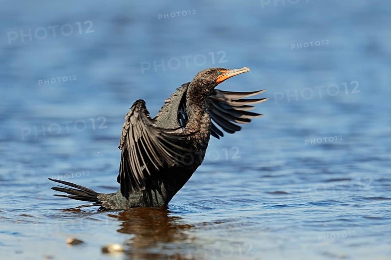 Double-crested Cormorant (Phalacrocorax auritus)