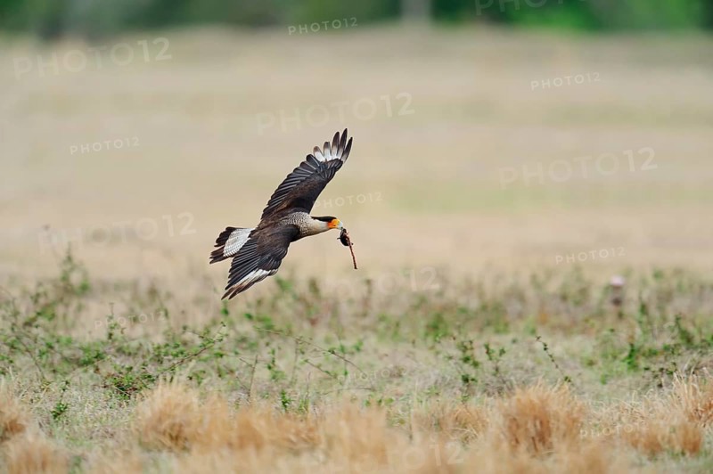 Southern Crested Caracara or Carancho (Polyborus plancus) in flight with prey