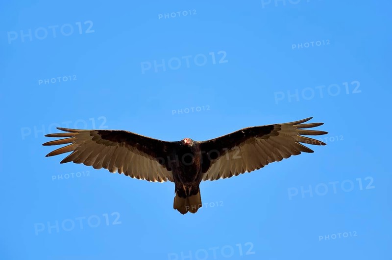 Turkey Vulture or Turkey Buzzard (Cathartes aura) in flight