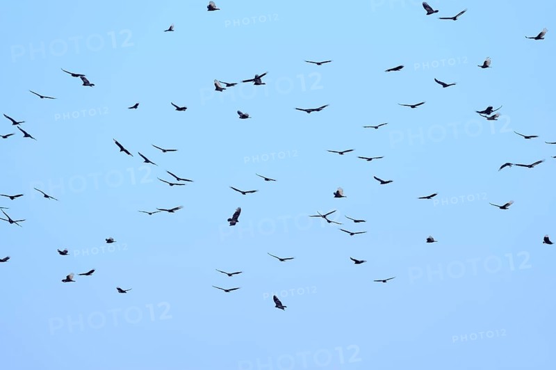 Turkey Vultures or Turkey Buzzards (Cathartes aura) and Black Vultures (Coragyps atratus) in flight
