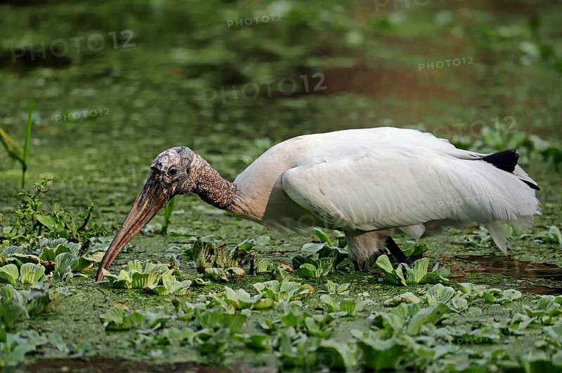 Wood Stork (Mycteria americana) in search of food