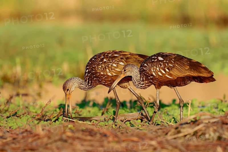Limpkins (Aramus guarauna pictus)