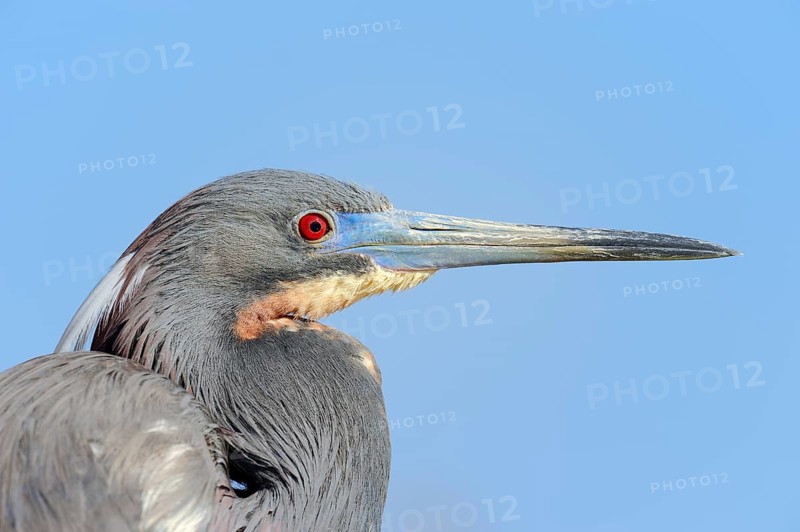 Tricoloured Heron (Egretta tricolor)